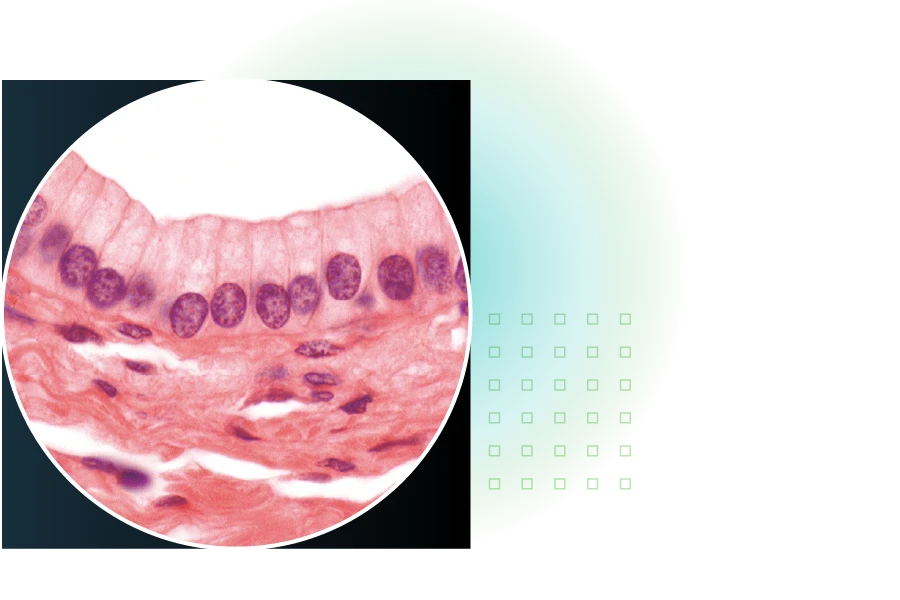 Image showing epithelial cells