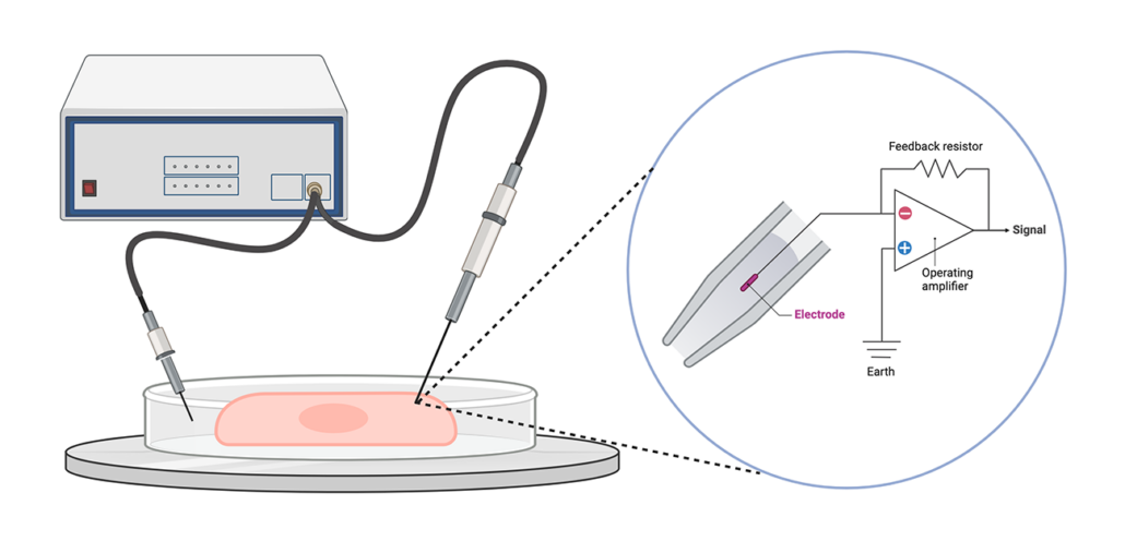 Neural electrophysiology: Measuring how neurons communicate - CytoTronics