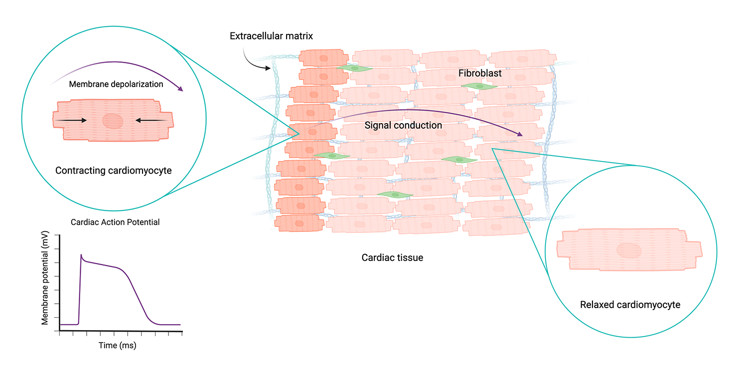 Schematic of cardiac tissue.